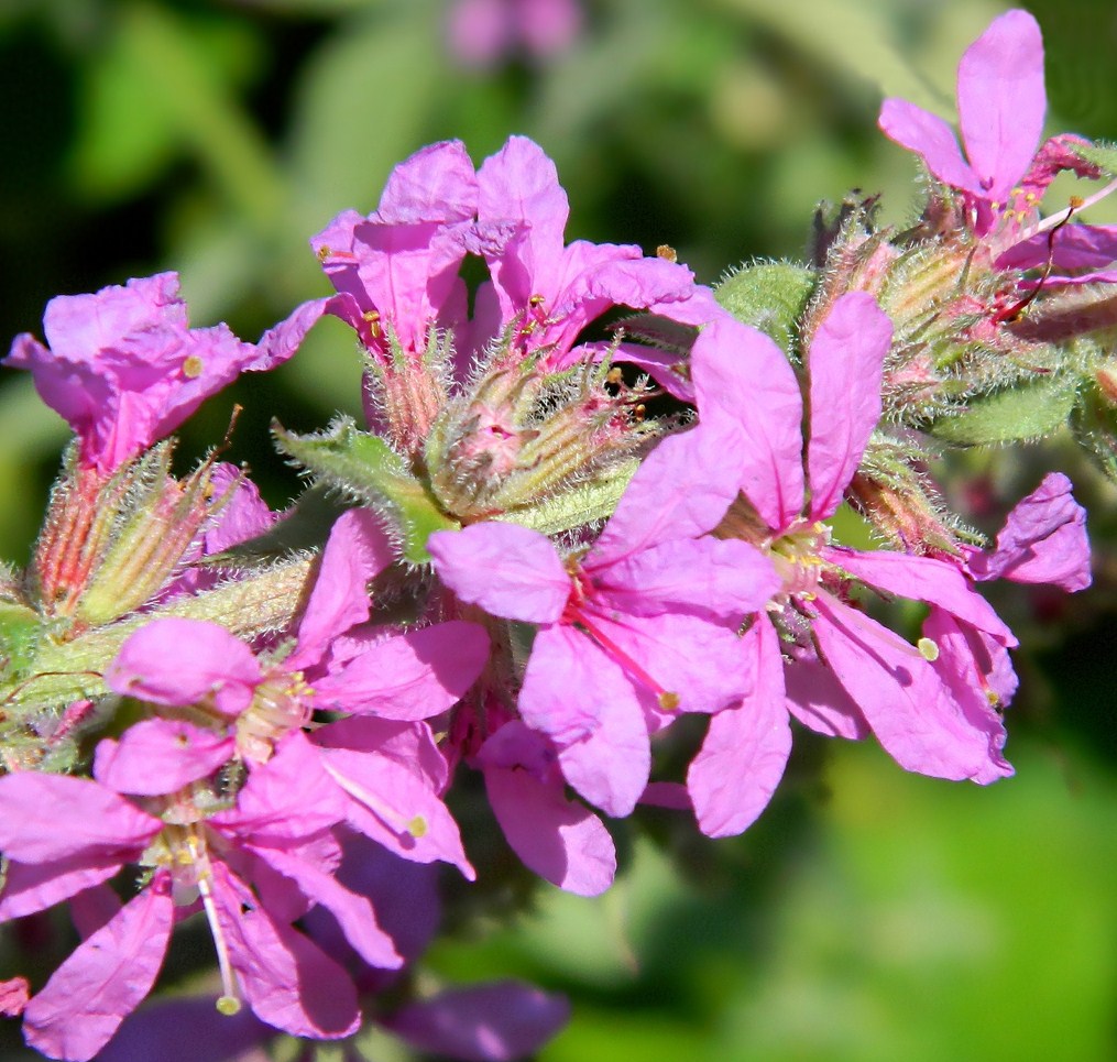 Изображение особи Lythrum tomentosum.