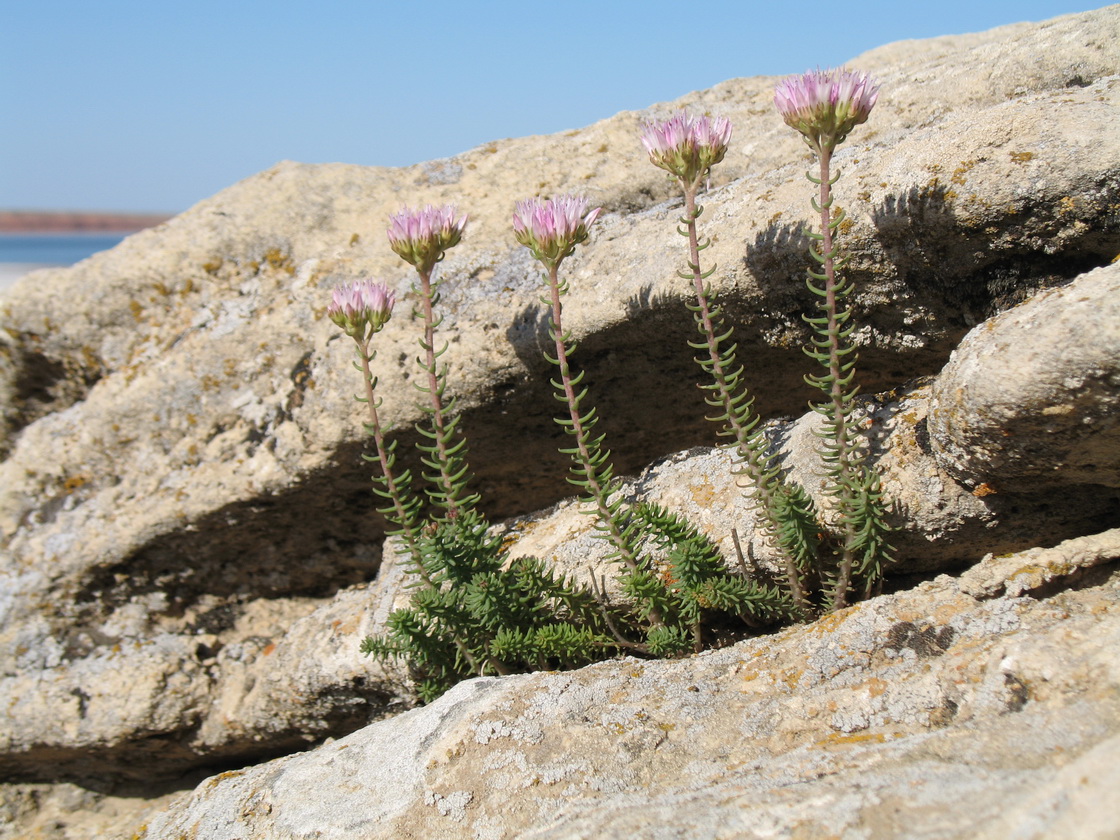 Image of Pseudosedum lievenii specimen.