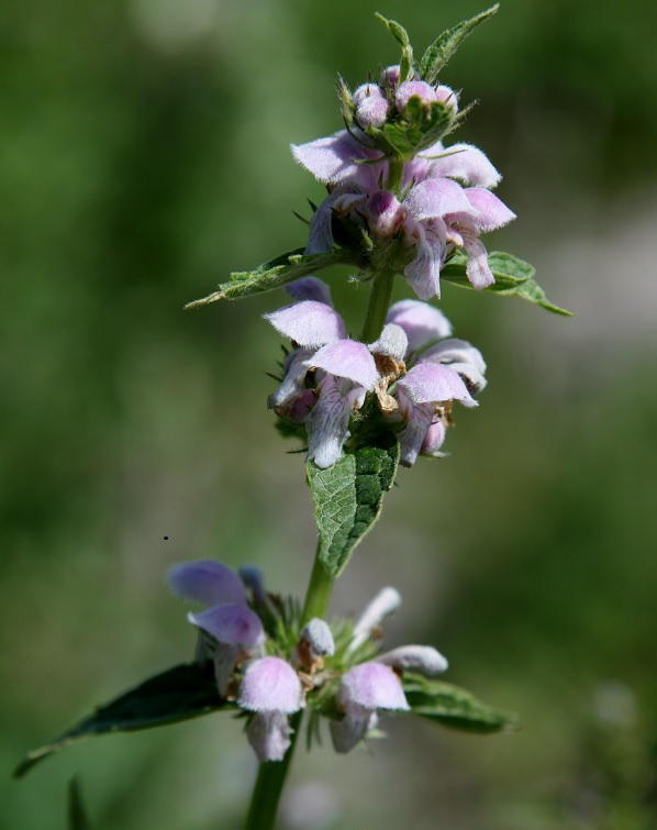 Изображение особи Stachyopsis oblongata.