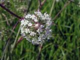 Cicuta virosa