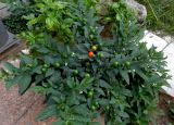 Solanum pseudocapsicum. Цветущее и плодоносящее растение. Италия, регион Венето, Парона ди Вальполичелла, гостиничный двор, в культуре. 21.07.2014.