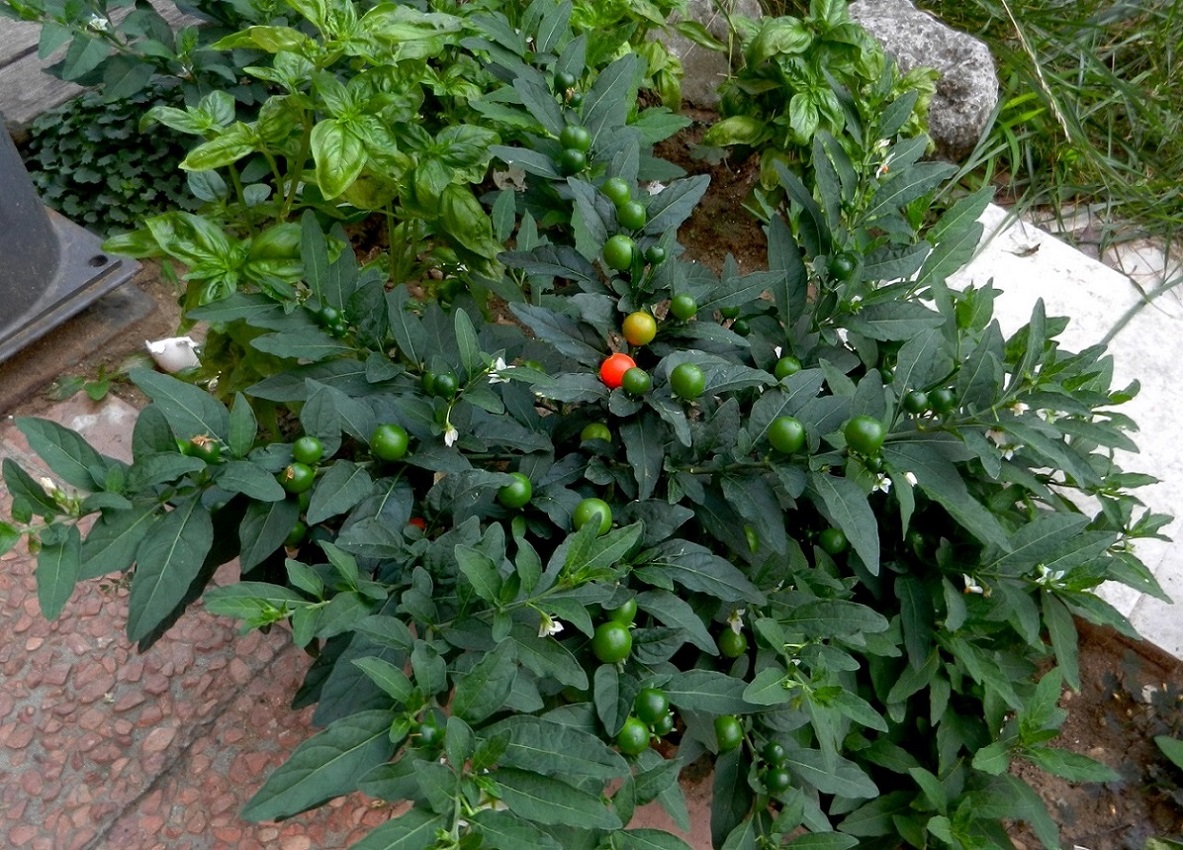 Image of Solanum pseudocapsicum specimen.