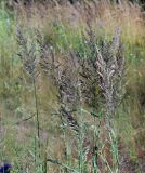 Calamagrostis epigeios. Верхушки побегов с соплодиями. Московская обл., Раменский р-н, окр. ж.-д. платформы Хрипань, залежь. 26.07.2014.
