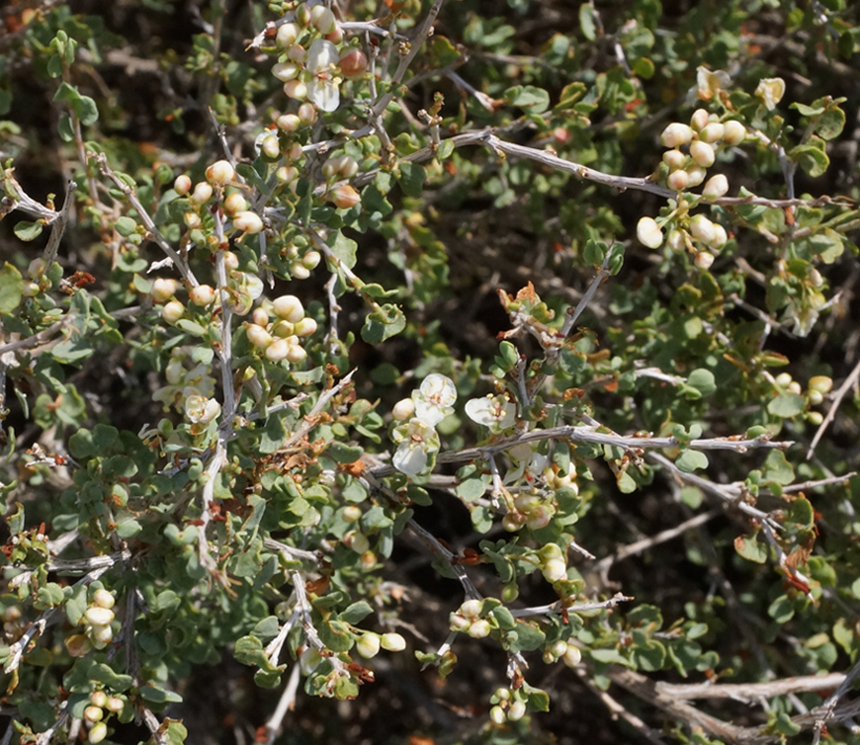 Image of Atraphaxis compacta specimen.