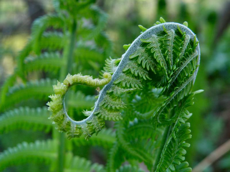 Image of Matteuccia struthiopteris specimen.