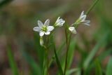 Lloydia triflora