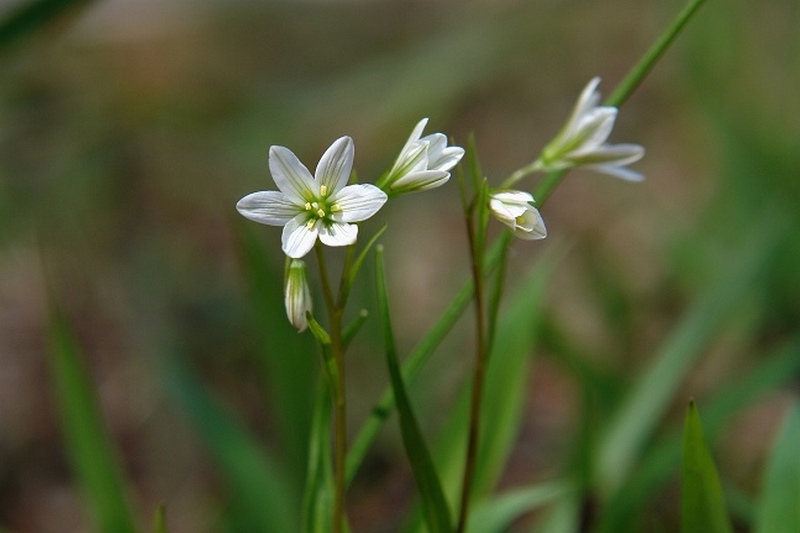 Изображение особи Lloydia triflora.