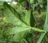 Poncirus trifoliata. Лист (вид снизу). Абхазия, Гудаутский р-н, г. Новый Афон, Афонская гора. 20 августа 2009 г.