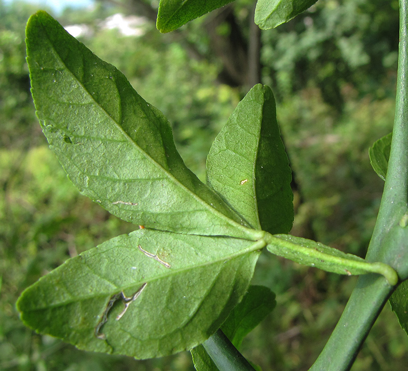 Изображение особи Poncirus trifoliata.