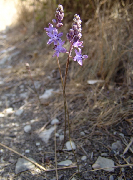 Image of Prospero autumnale specimen.