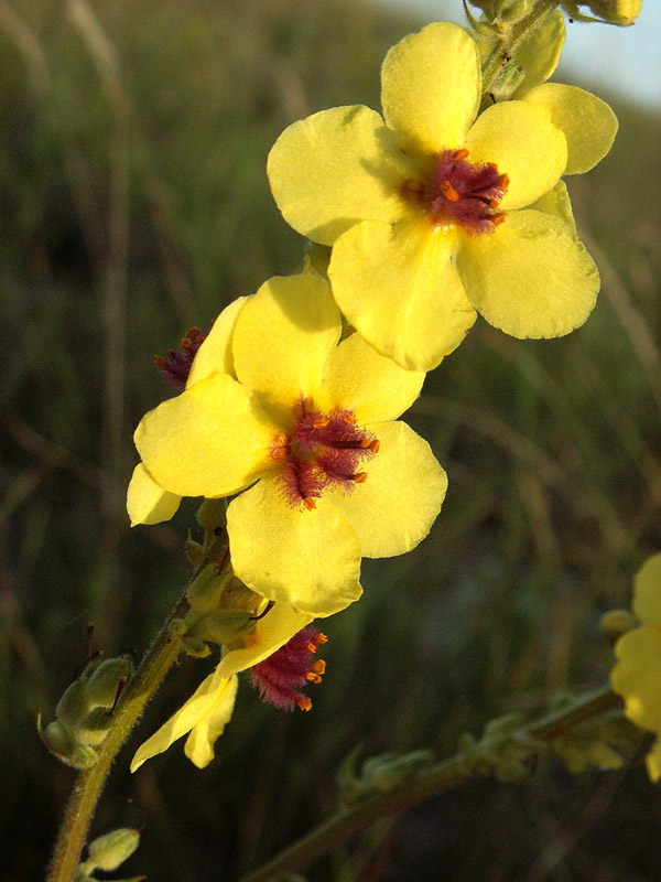 Image of Verbascum marschallianum specimen.
