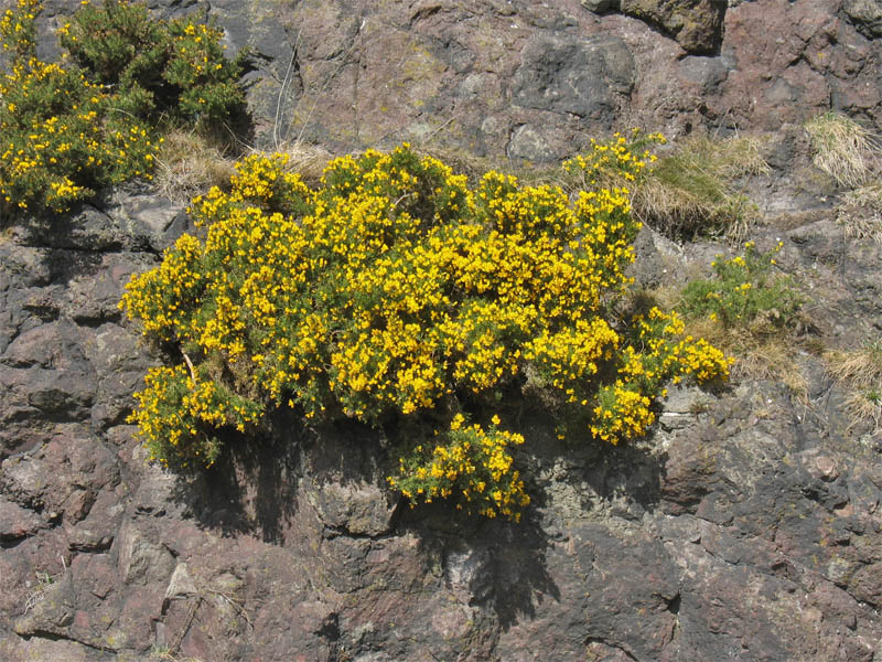 Изображение особи Ulex europaea.