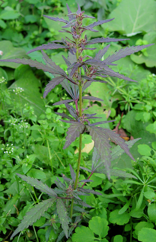 Image of Cannabis sativa var. spontanea specimen.