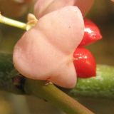 Euonymus bungeanus