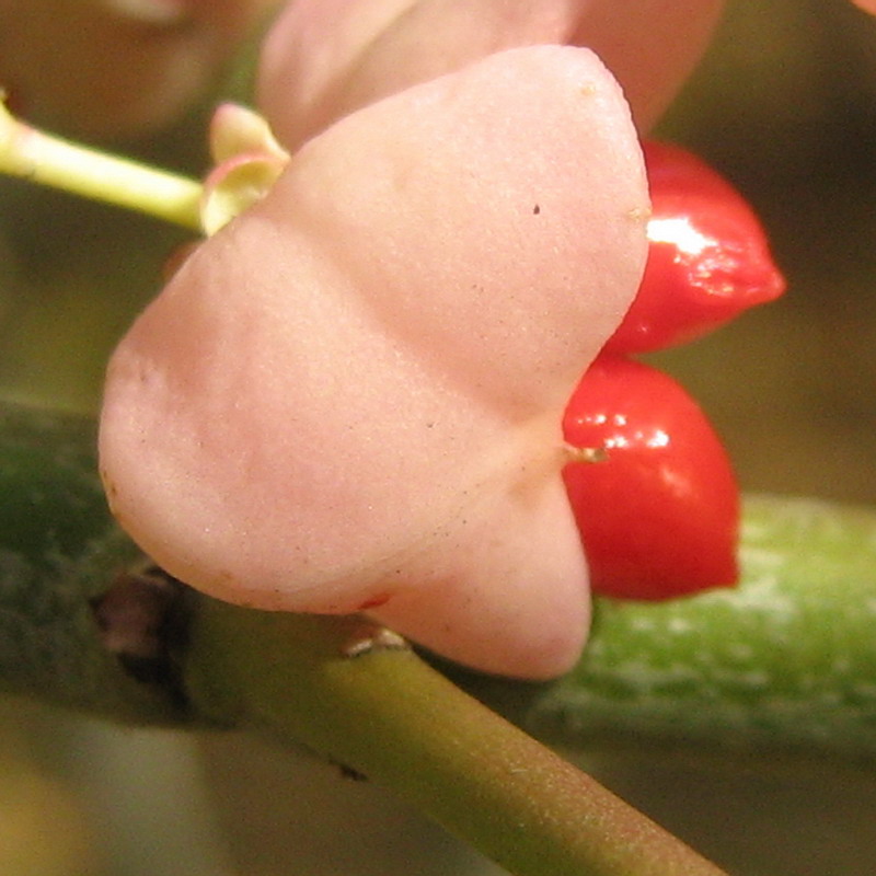 Image of Euonymus bungeanus specimen.