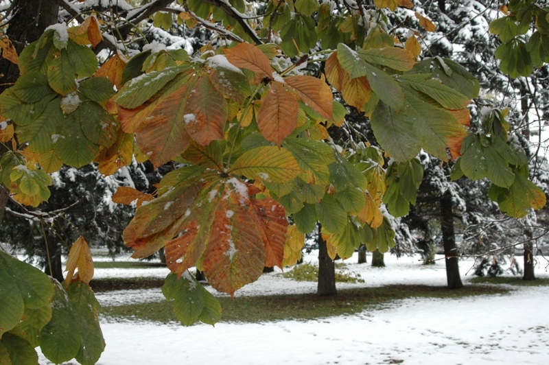 Изображение особи Aesculus hippocastanum.