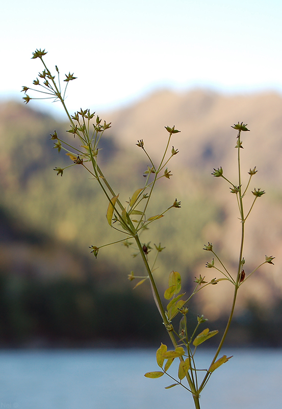 Image of Thalictrum minus specimen.