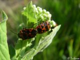 Image of taxon representative. Author is Илья Турбанов