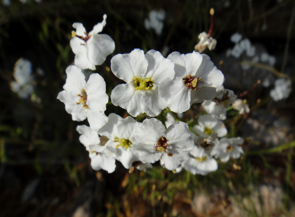 Image of Dontostemon pinnatifidus specimen.