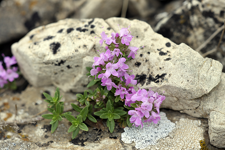 Изображение особи Thymus seravschanicus.