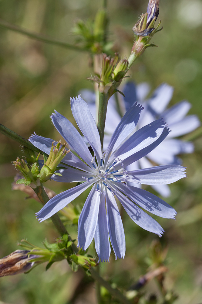 Изображение особи Cichorium intybus.