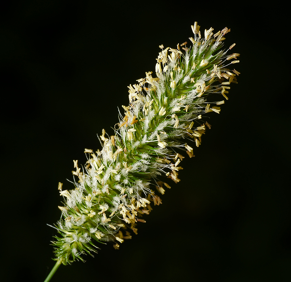 Изображение особи Phleum pratense.