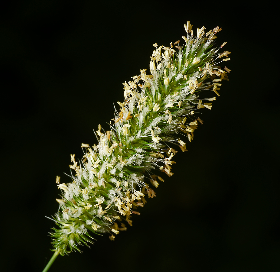 Image of Phleum pratense specimen.