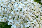 Achillea millefolium. Часть соцветия. Польша, Силезское воеводство, АЗС у дер. Гумна в окрестностях Цешина. 19.07.2014.