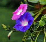 Ipomoea purpurea. Цветки разной окраски с каплями дождя. Московская обл., Раменский р-н, окр. дер. Хрипань, садовый участок. 22.09.2015.