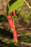 Fuchsia splendens. Цветки. США, Калифорния, Сан-Франциско, ботанический сад. 28.02.2014.