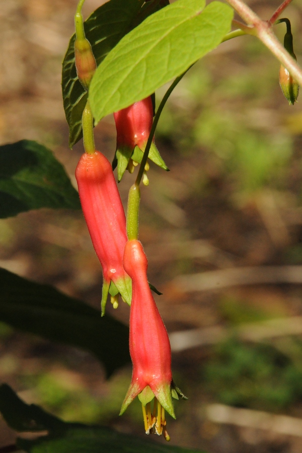 Image of Fuchsia splendens specimen.