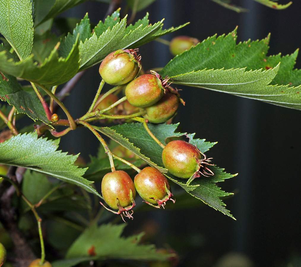 Изображение особи род Crataegus.