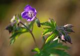 Geranium sylvaticum