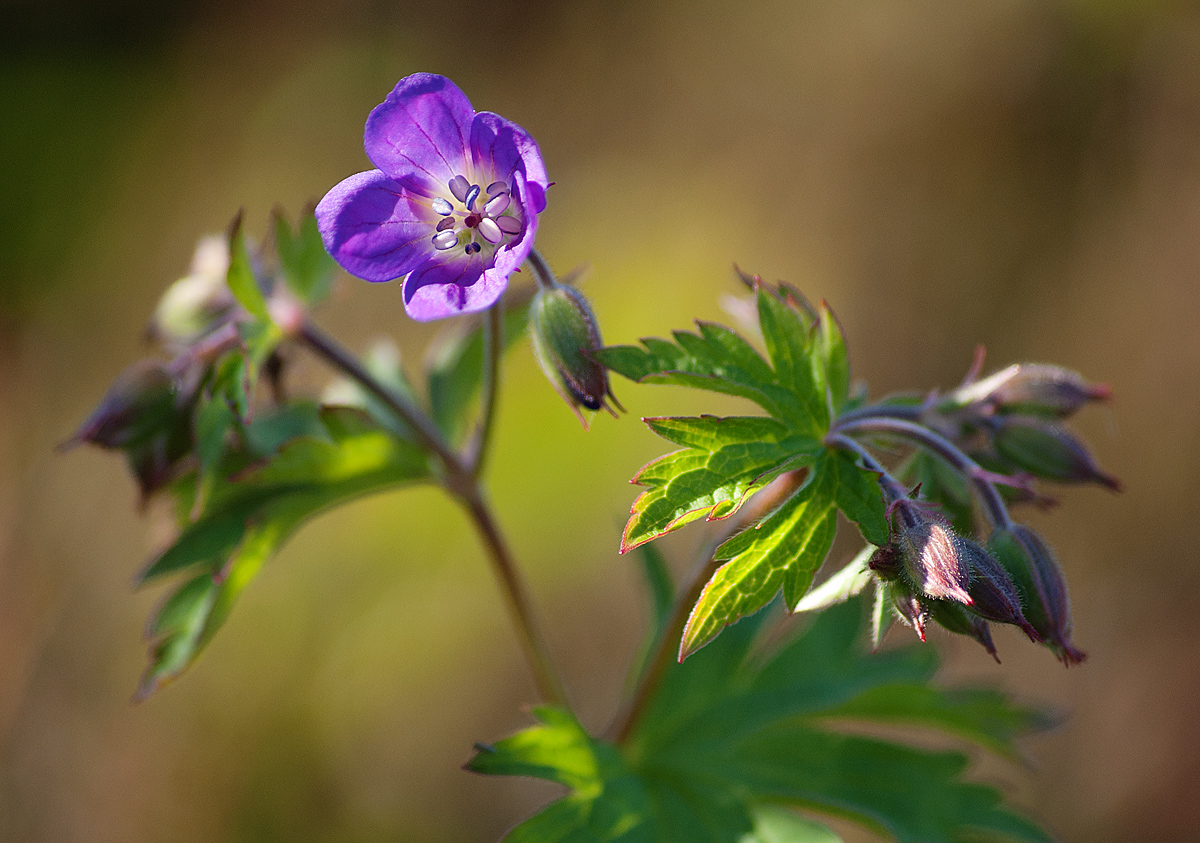 Image of Geranium sylvaticum specimen.