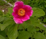 Paeonia daurica. Цветущее растение. Москва, БС МГУ. 24.05.2004.