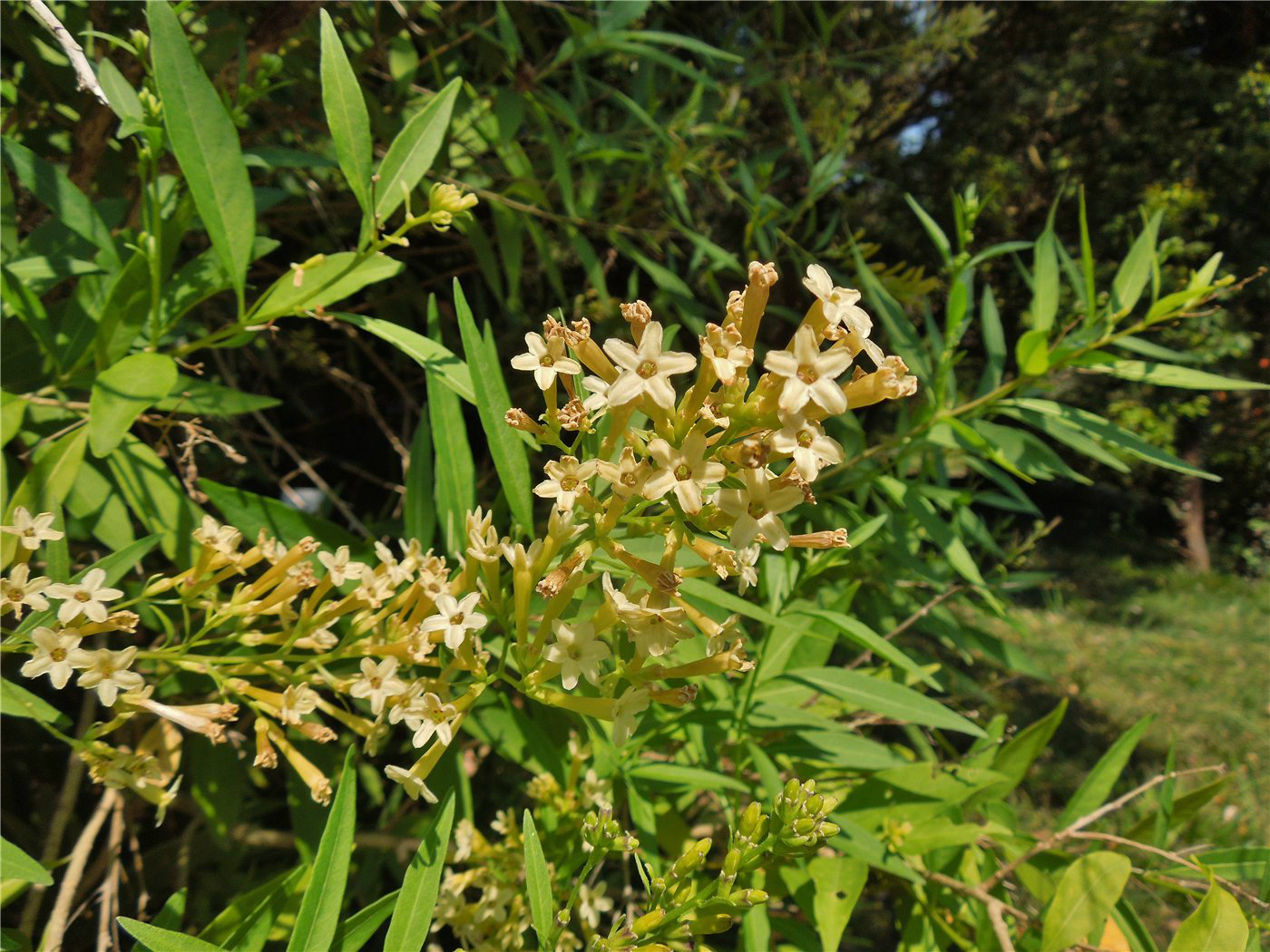 Image of Cestrum parqui specimen.