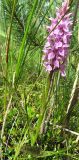 Dactylorhiza maculata