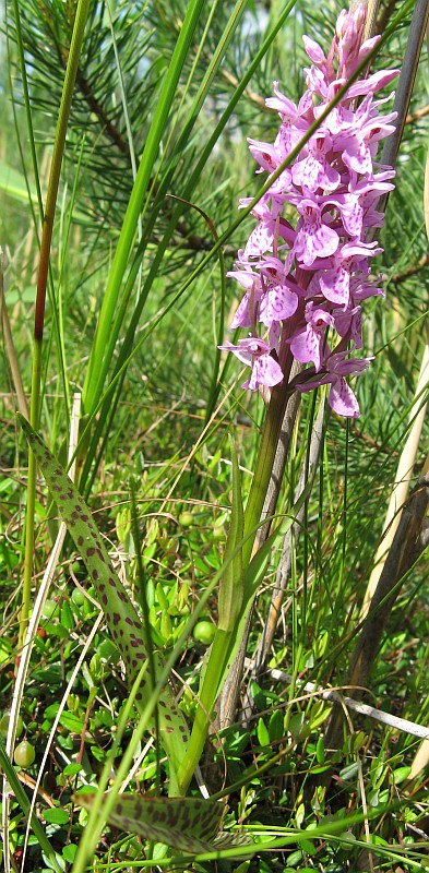 Image of Dactylorhiza maculata specimen.