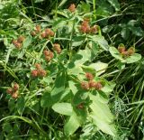 Euphorbia pilosa