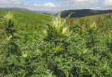 Cirsium obvallatum. Верхушка расцветающего растения. Адыгея, Кавказский биосферный заповедник, северо-восточный склон горы Оштен, ≈ 2000 м н.у.м., субальпийский луг. 19.07.2015.