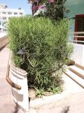 Euphorbia tirucalli. Вегетирующее (?) растение в озеленении на территории отеля Минамарк. Египет, Хургада. Июль 2015 г.
