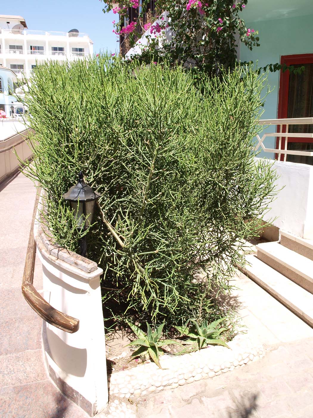 Image of Euphorbia tirucalli specimen.