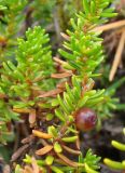 Empetrum subholarcticum