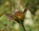 Bidens frondosa. Соплодие. Восточный Казахстан, г. Усть-Каменогорск, правый берег р. Иртыш. 12.09.2014.