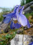 Aquilegia sibirica