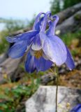 Aquilegia sibirica