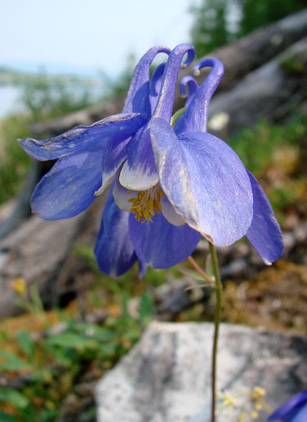 Изображение особи Aquilegia sibirica.