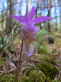 Calypso bulbosa