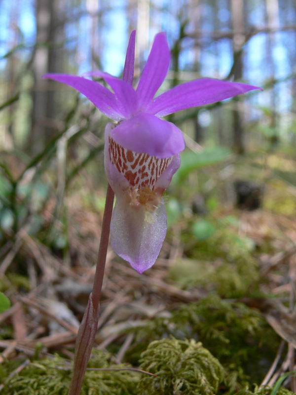 Изображение особи Calypso bulbosa.