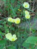 Papaver nudicaule подвид gracile. Цветущие растения. Якутия (Саха), Алданский р-н, правый берег р. Алдан в 3 км выше устья р. Тимптон. 19.06.2008.